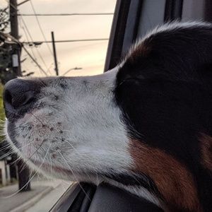 Meet your Posher, Carlo